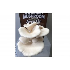 Mushroom Kit - White Oyster (Pleurotus Ostreatus) - FREE Shipping